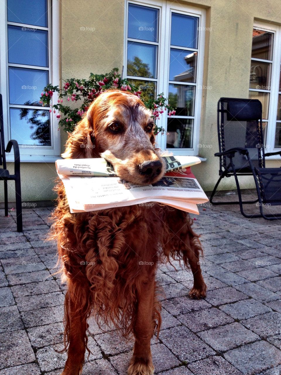 Pelé the Irish Setter