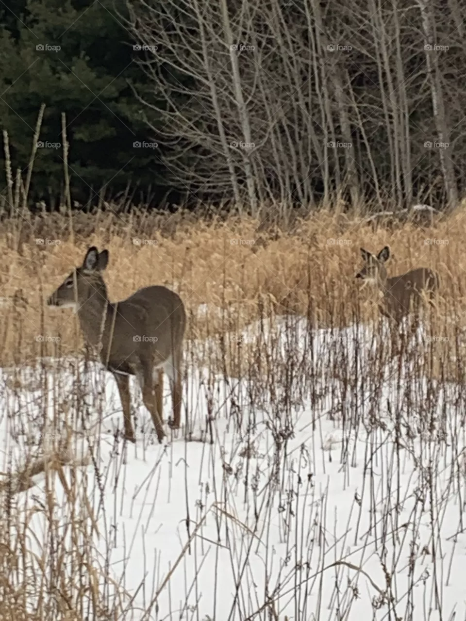 Mommy and baby deer in Boucherville Isles, Quebec, Canada 🍁