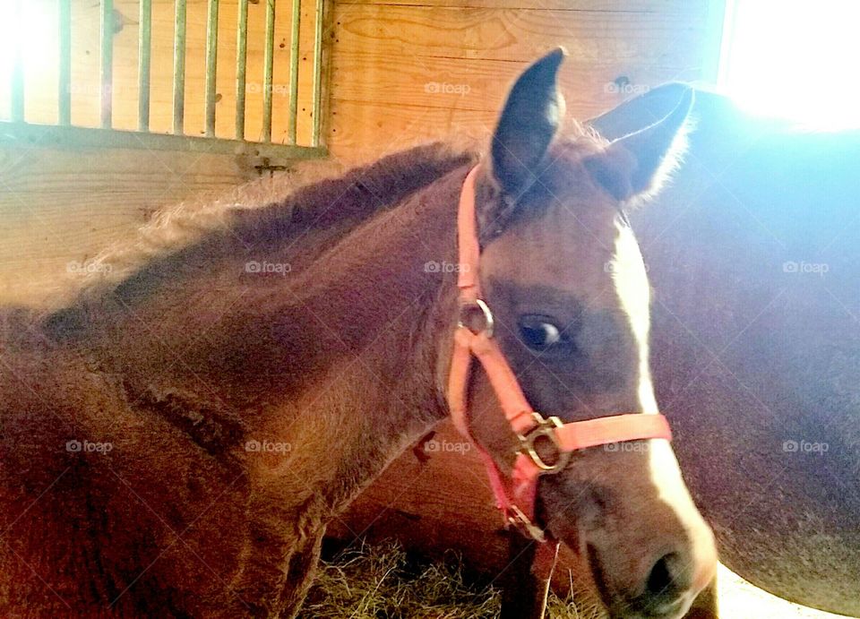 Straight Egyptian Arabian Filly