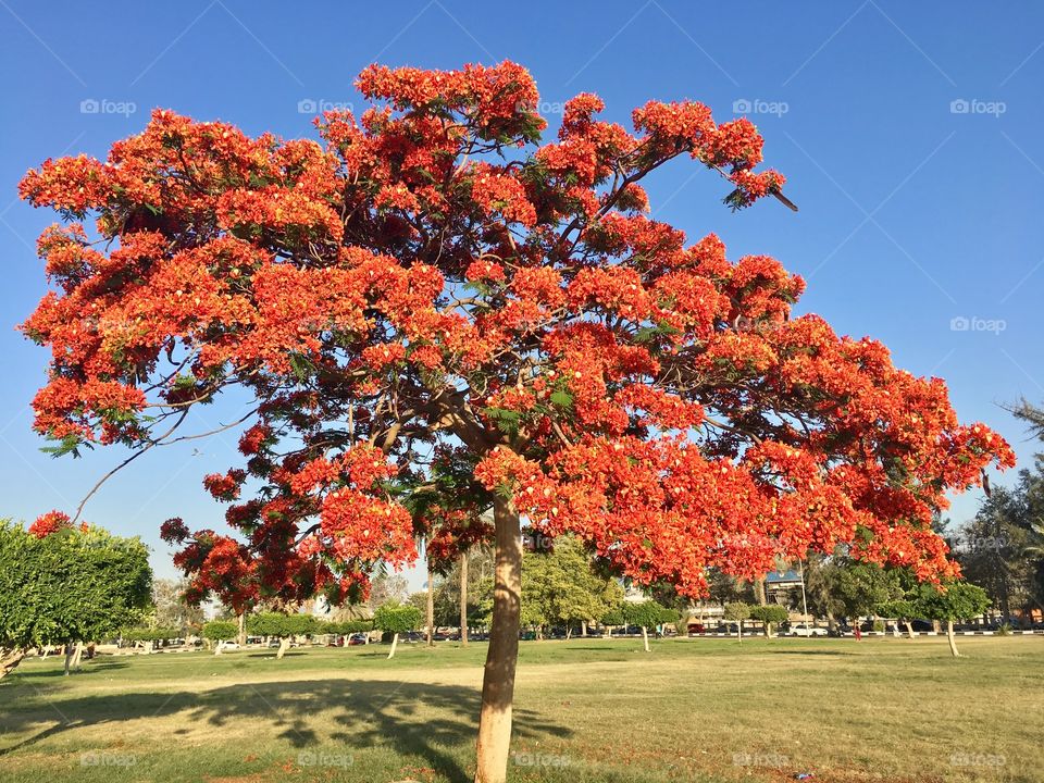 Red
Tree 
Ismaillia Egypt