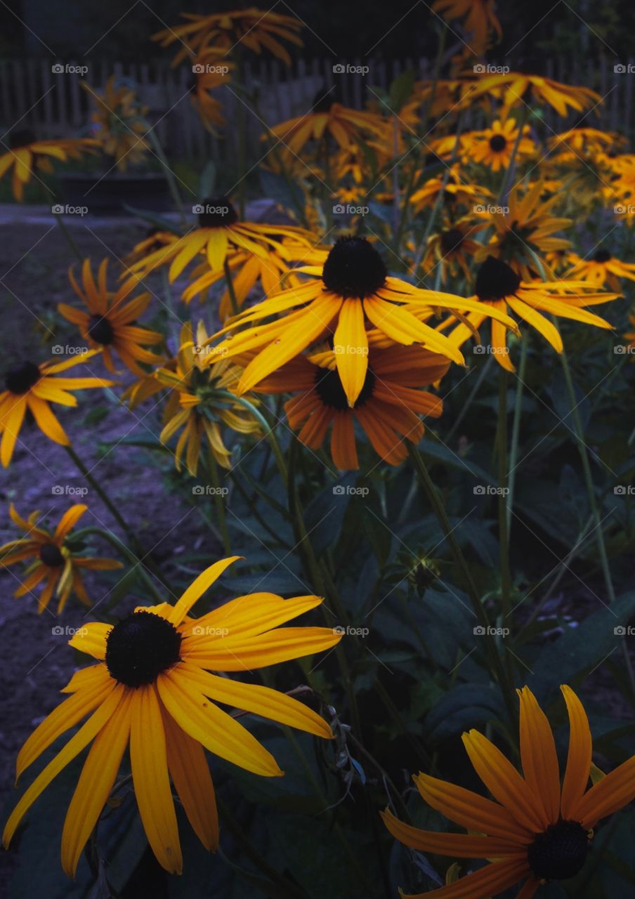 Apparently the name of this flower is black eyed susan (latin: Rudbeckia fulgida) 