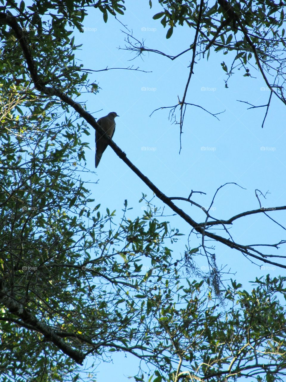 Morning Dove