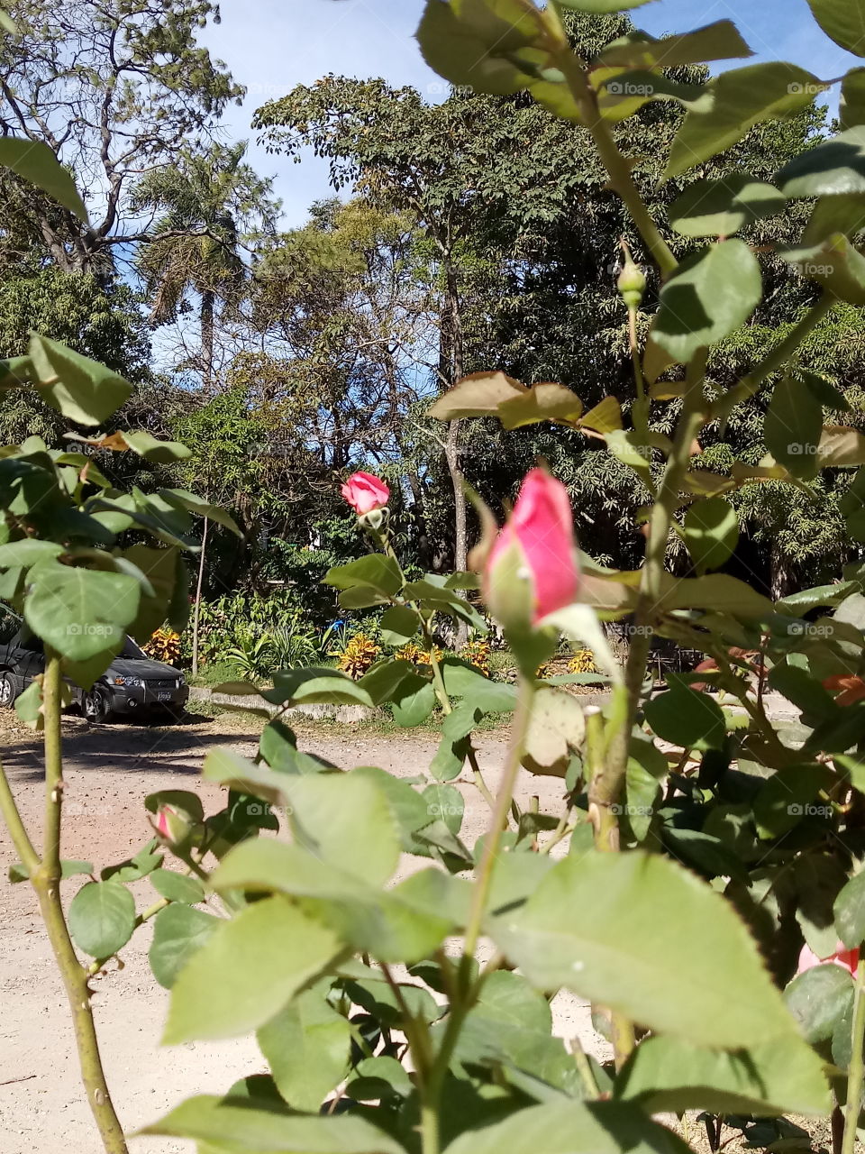 Botones de rosas rosadas