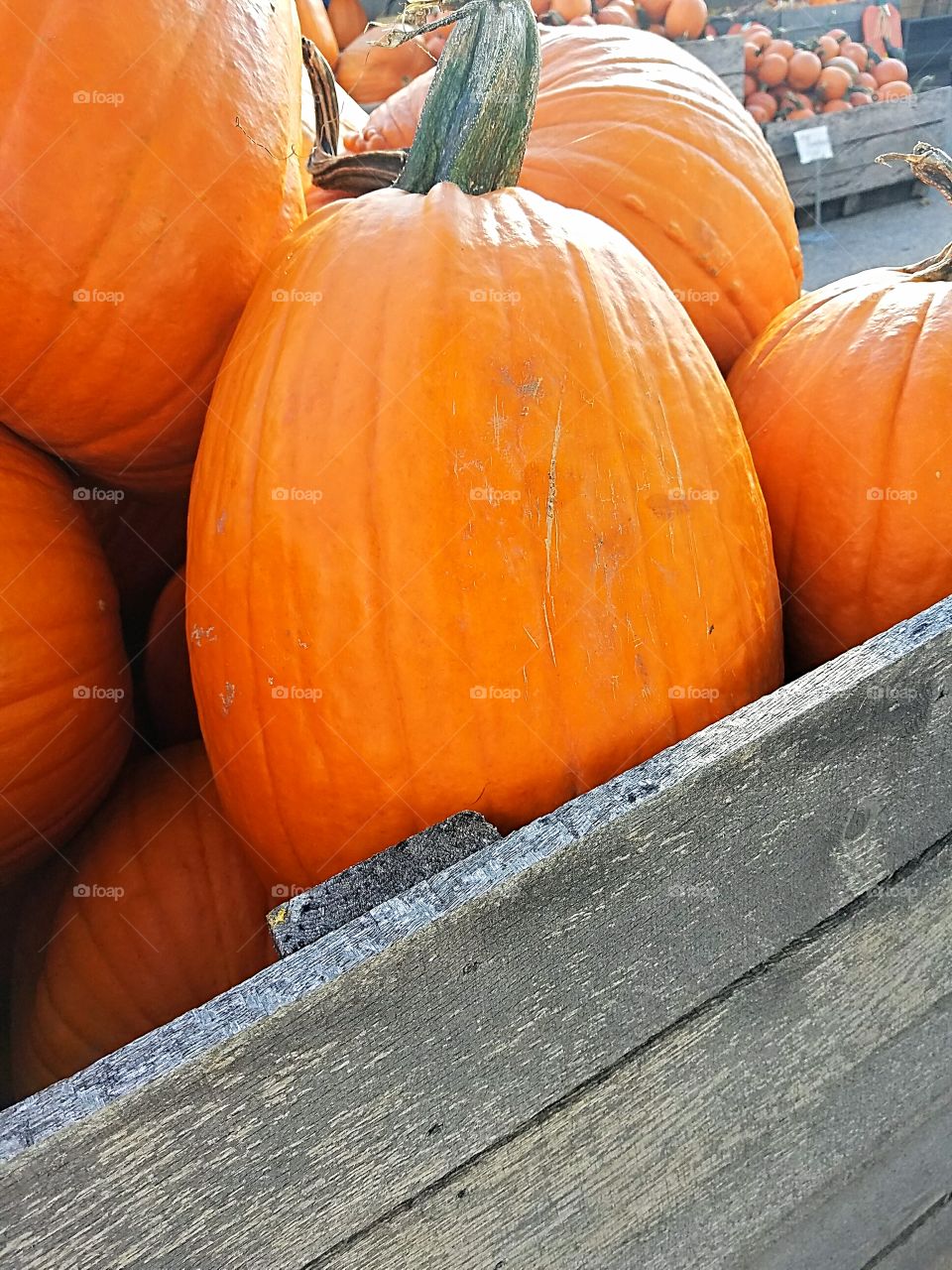 Pumpkins for Fall