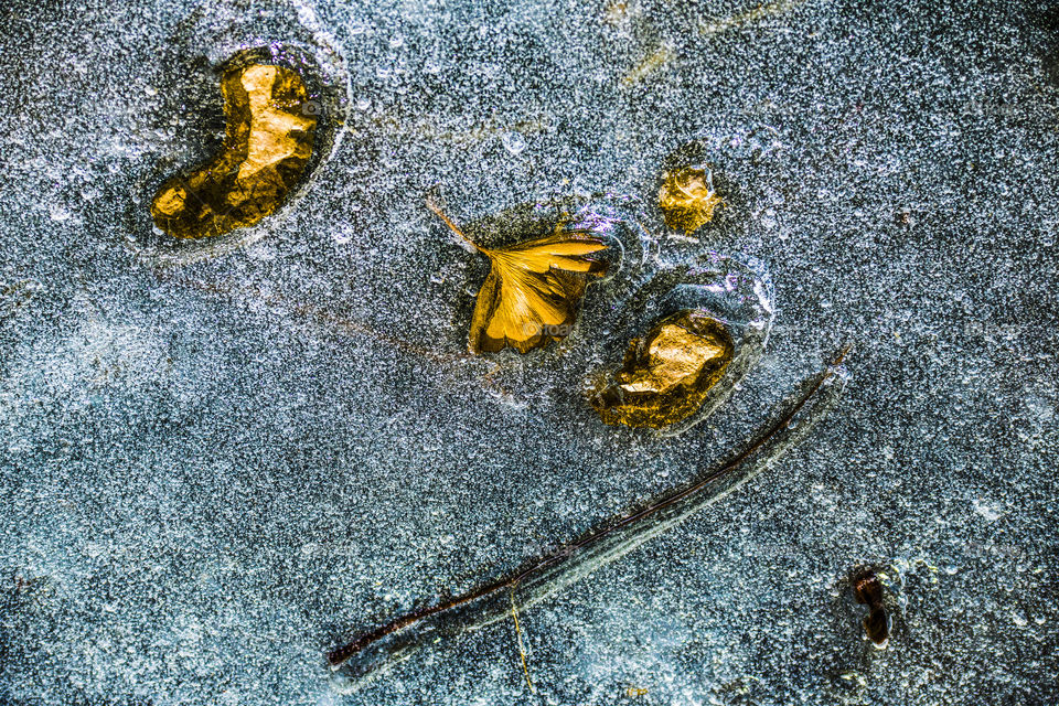 leaves in the ice