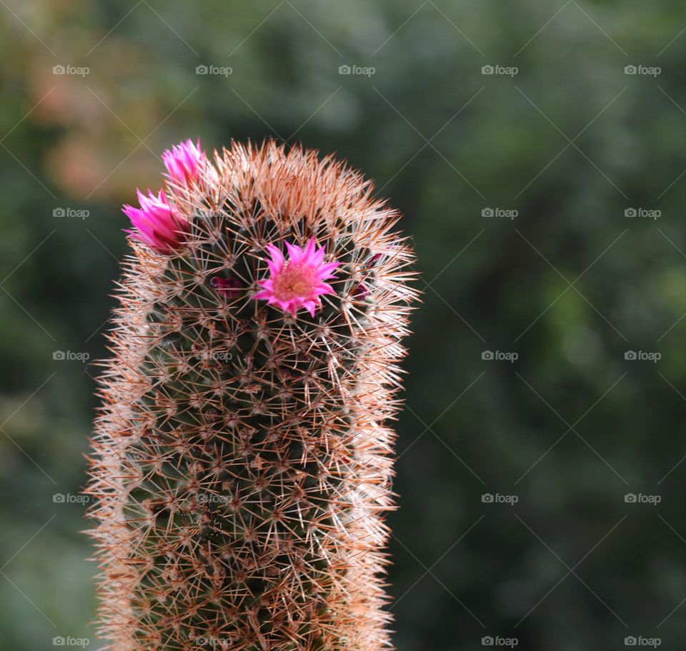 cactus flowers bloom green background