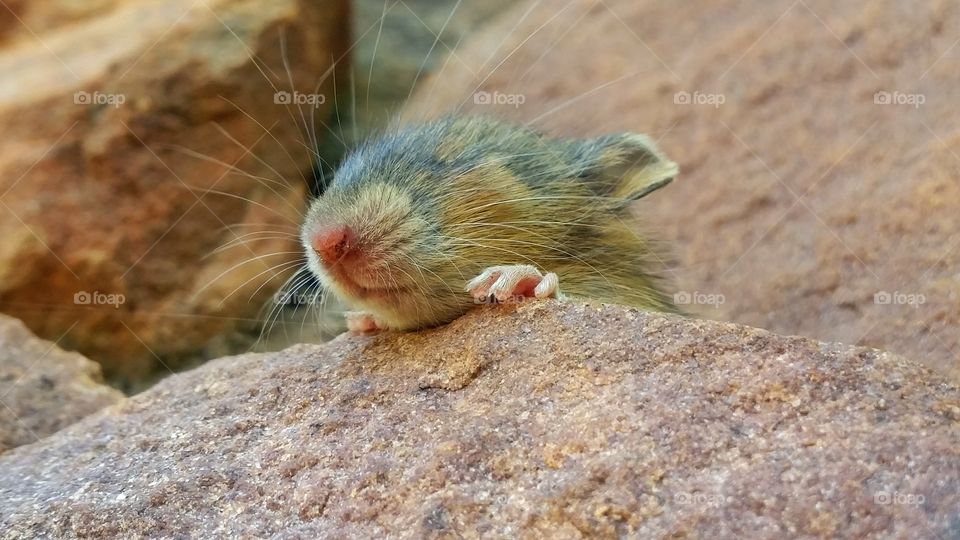 Small mouse on the edge of a rock resting in the morning sun