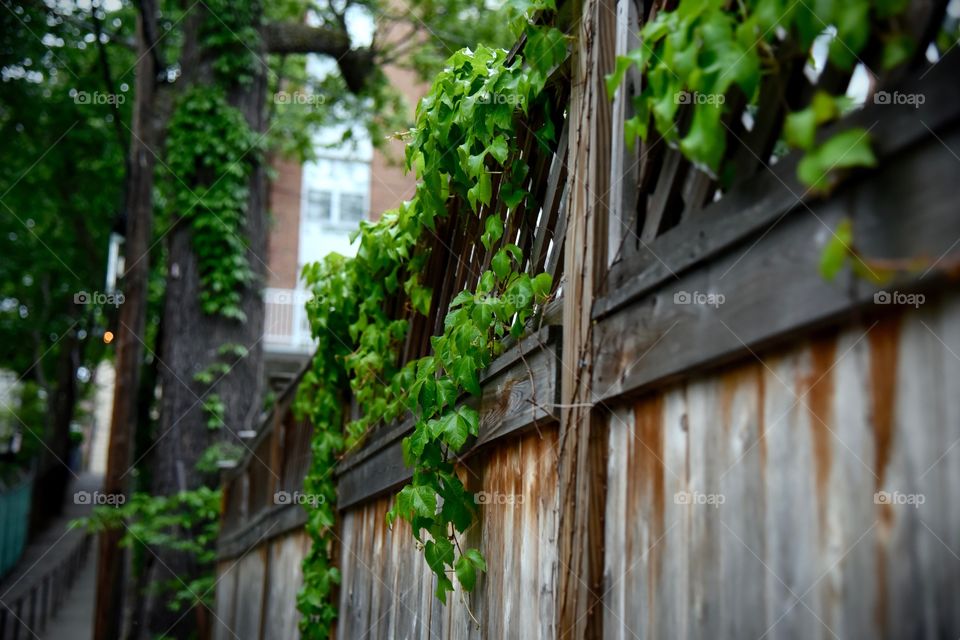vines along a fence 