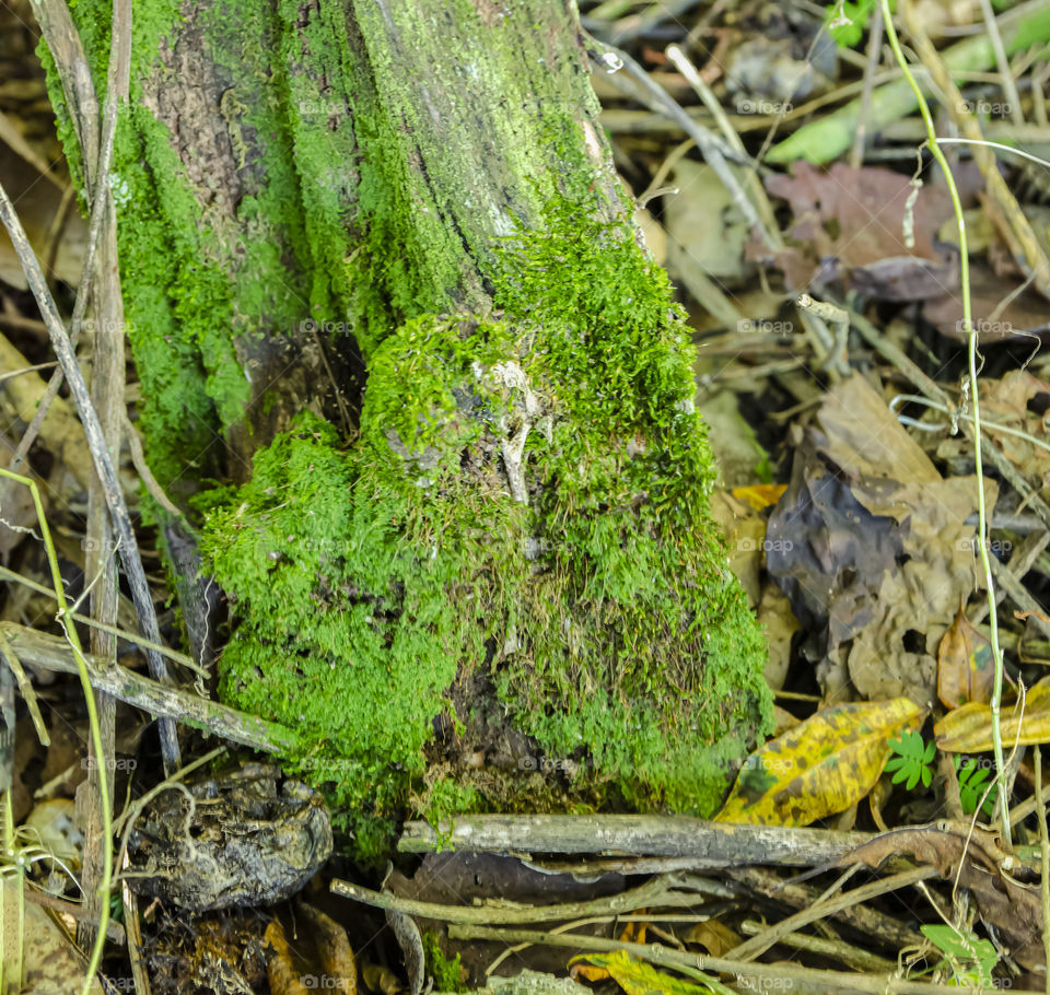 Hypnum Moss Growing At The Foot Of An Old Post