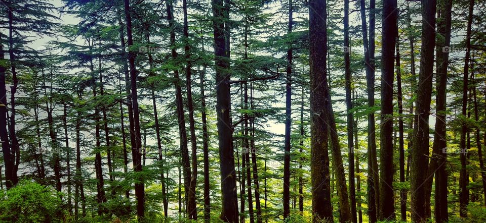 woods, shimla