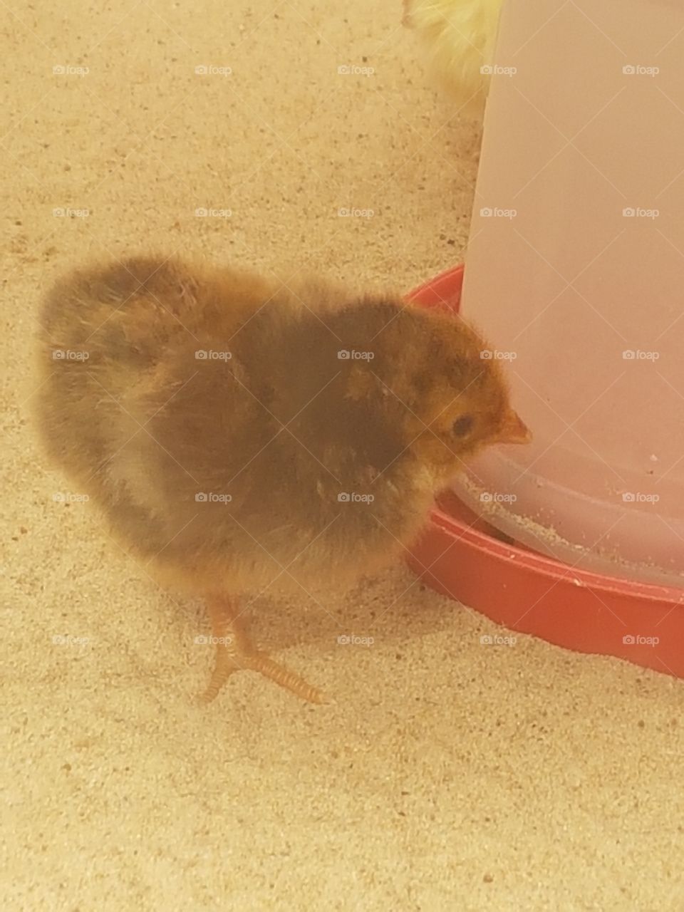 Look at this chic it is so cute and different then most chicks. I shall call u Chicky!!