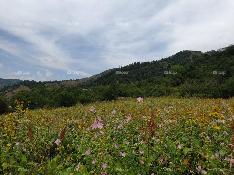 mountains view and wild flowers in summer