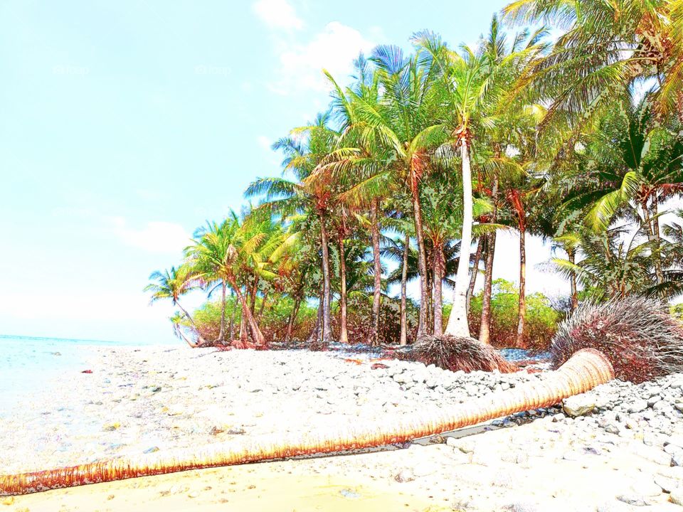 Drawing of fallen palm tree on a sandy beach on a remote part of Abra de Ilog on Mindoro, an Philippine island