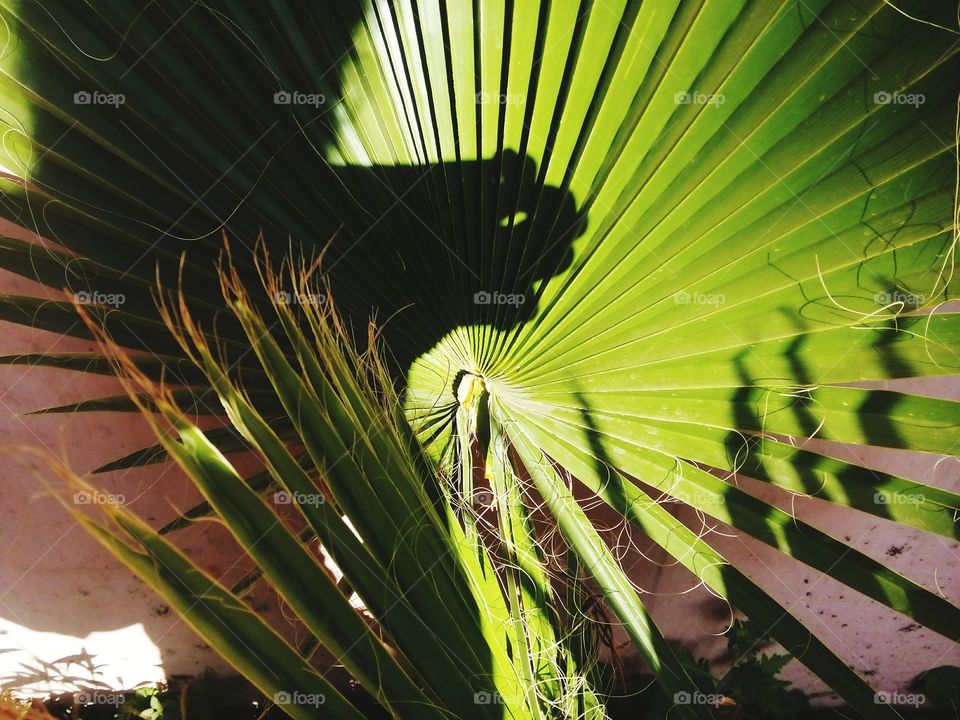 plant close-up shots