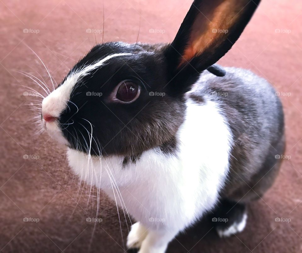 Big bunny ears 