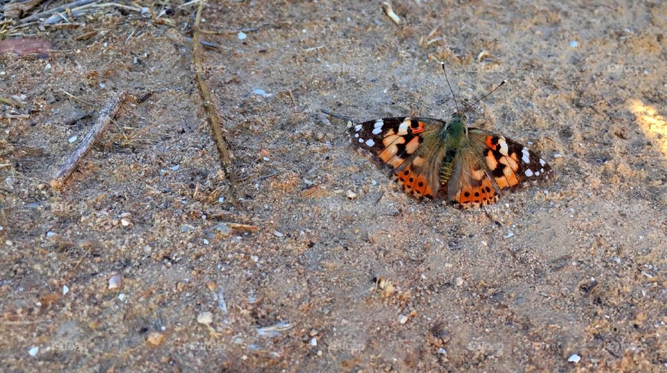 Nature, Insect, Butterfly, No Person, Invertebrate