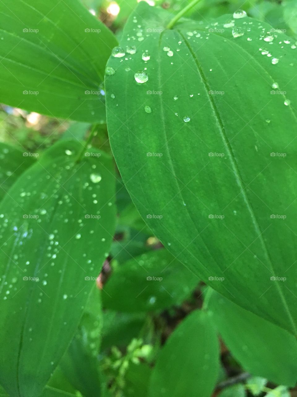 Leaf, Flora, Nature, Environment, Rain