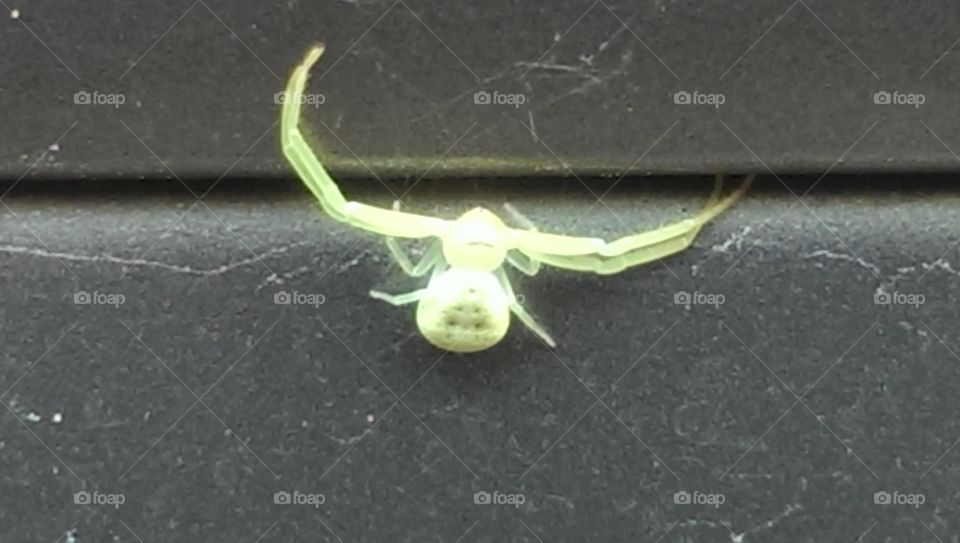 crabby green spider