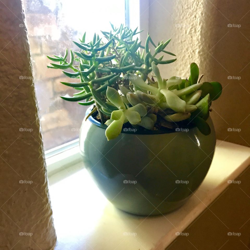 Beautiful House plants and succulents displayed in the windowsill 