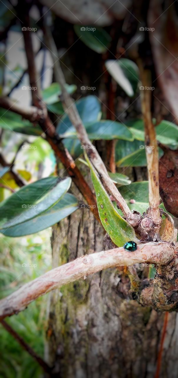 Lady bug on Ohi'a branch