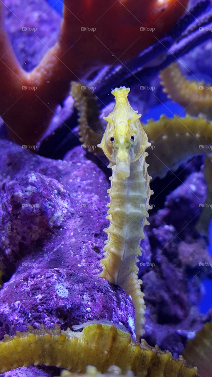 Seahorse. Close-up of this friendly photogenic guy at the Washington DC Macna convention.
