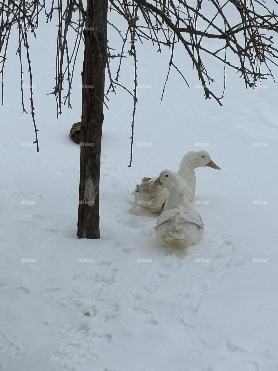 Ducks Walk In The Snow