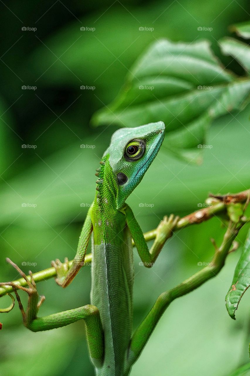Long Tailed Green Lizard