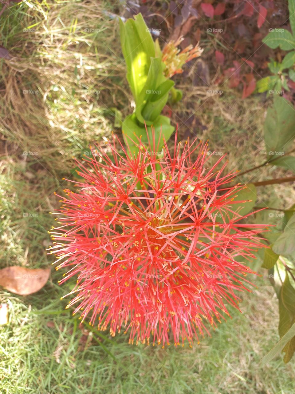 Scadoxus multiflorus in bloom growing in the yard