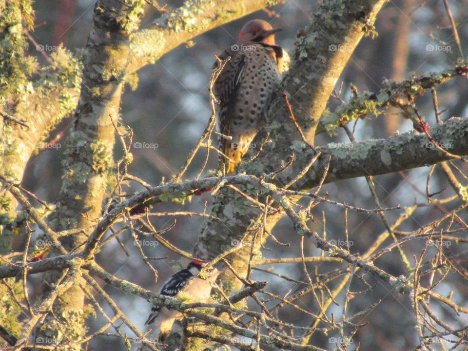 Bird, Nature, Tree, No Person, Outdoors