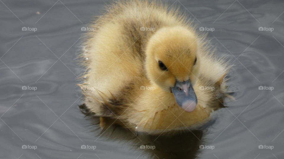 muscovy duckling