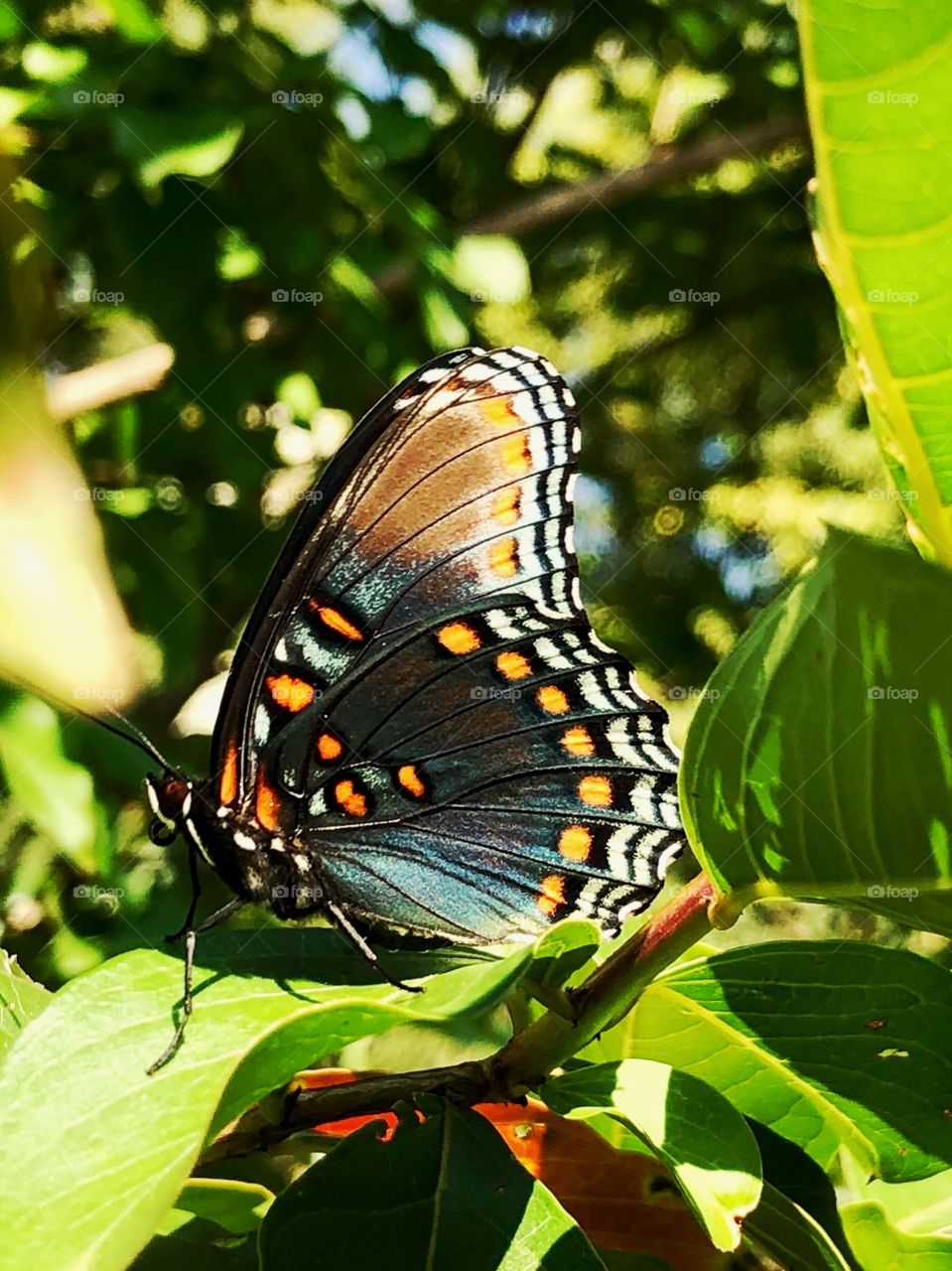 Colorful Butterfly on a tree branch 