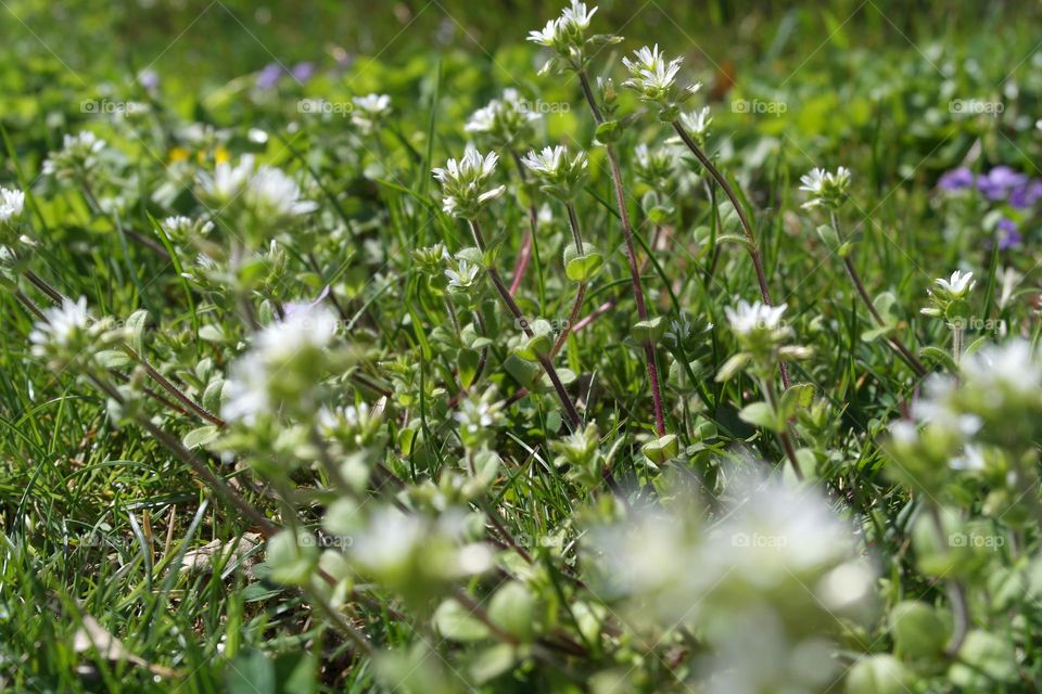 Blooming weeds in spring