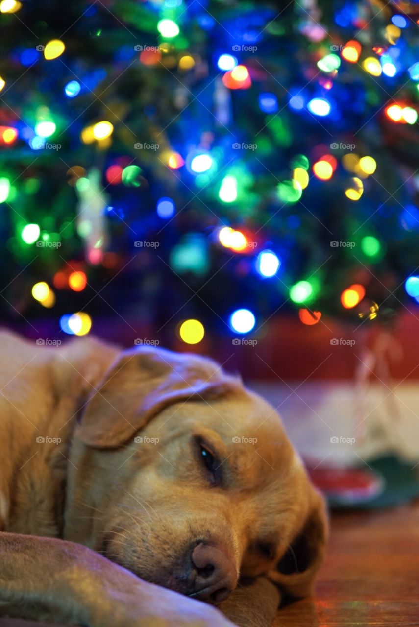 Christmas puppy 
