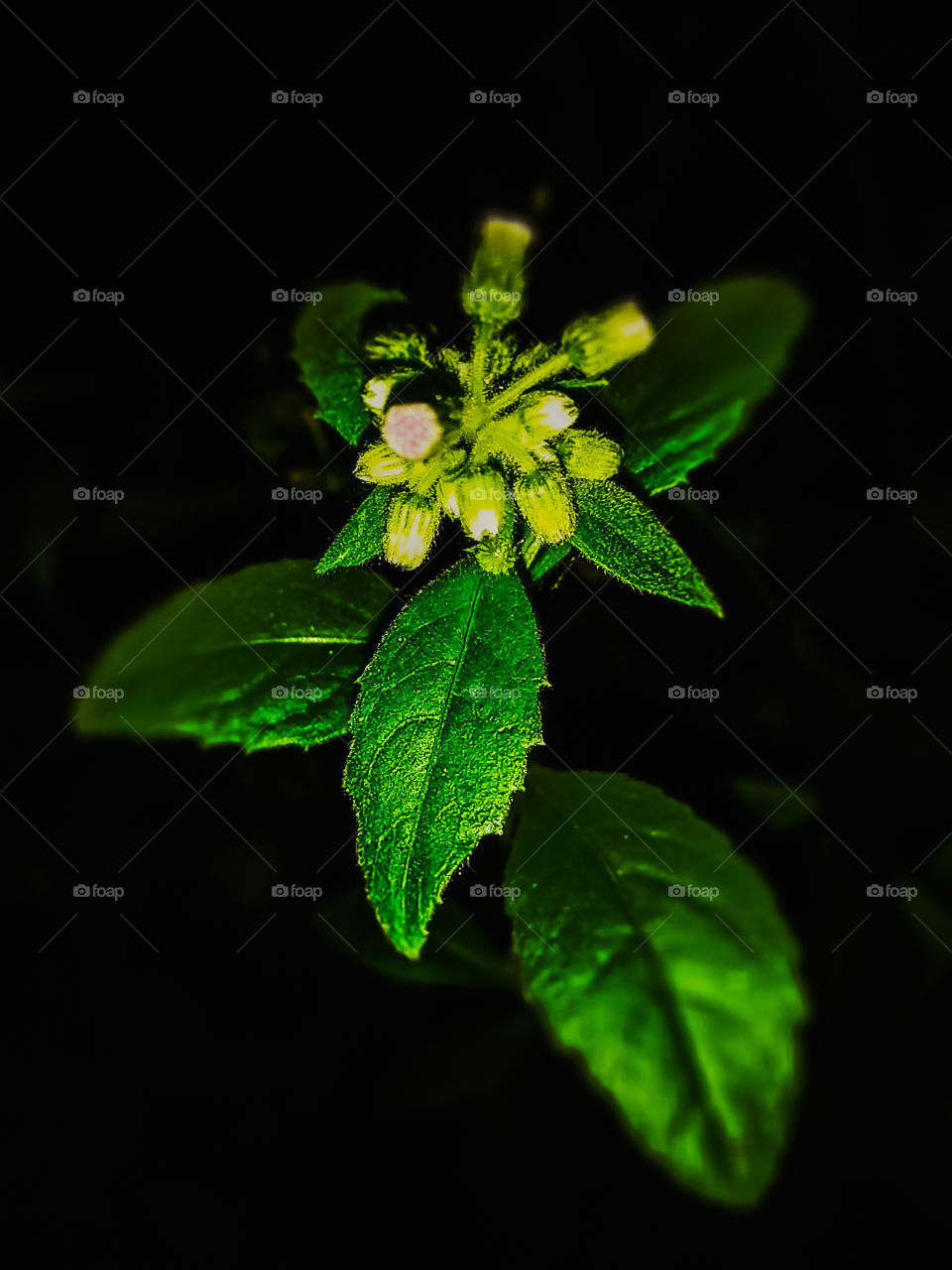 green leaves in the cold darkness