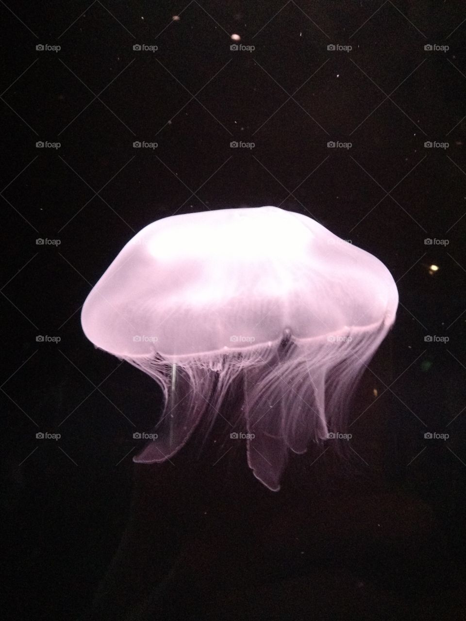 Jellyfish. New Orleans Aquarium 