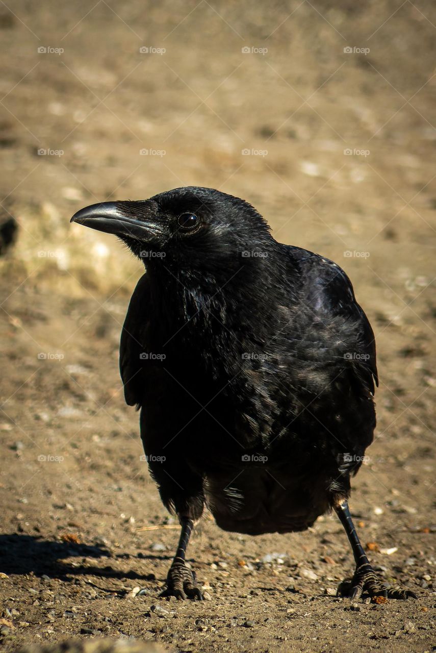 A crow in a Antwerpen park