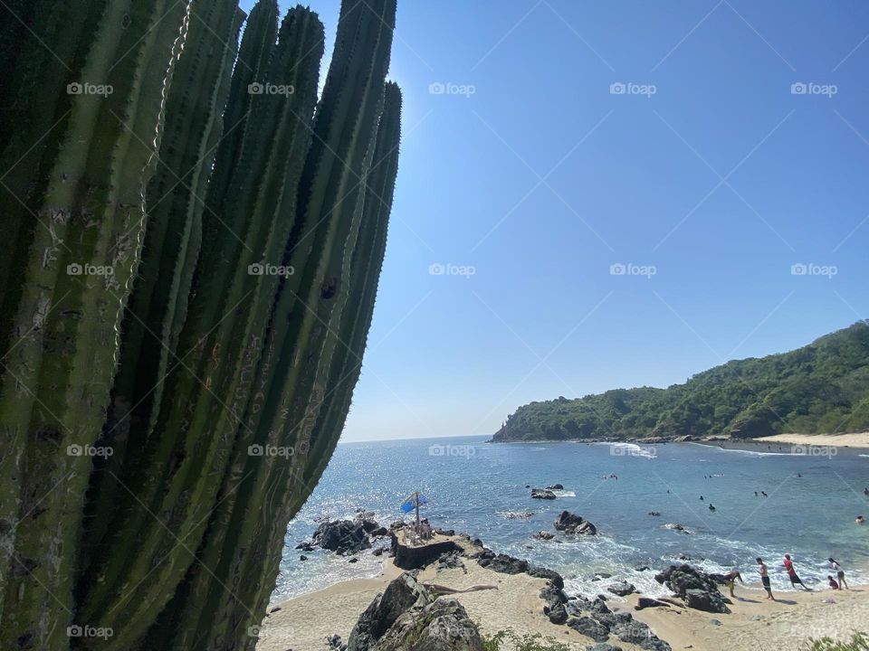 Cactus in the Beach 