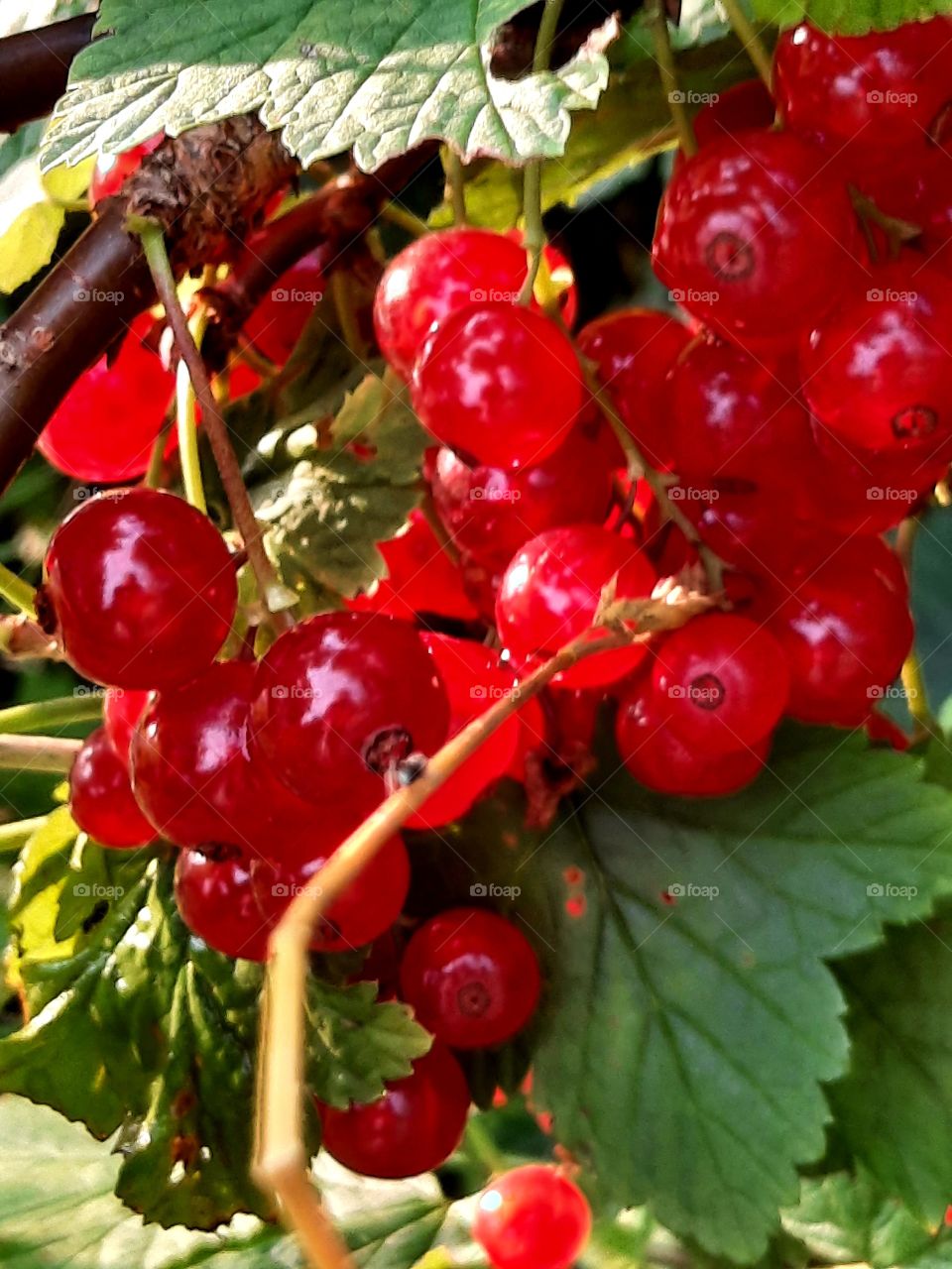 sunlit berries  of red currant