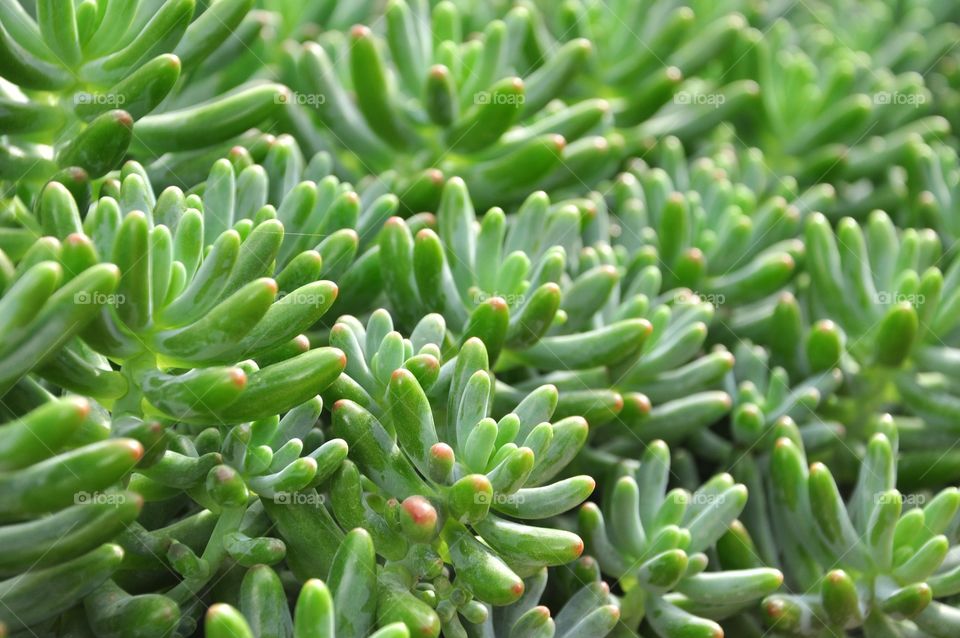 Miniature succulent plant texture. Close up of the Sedum rubrotinctum. Jellybean plant. Green leaves texture or background.