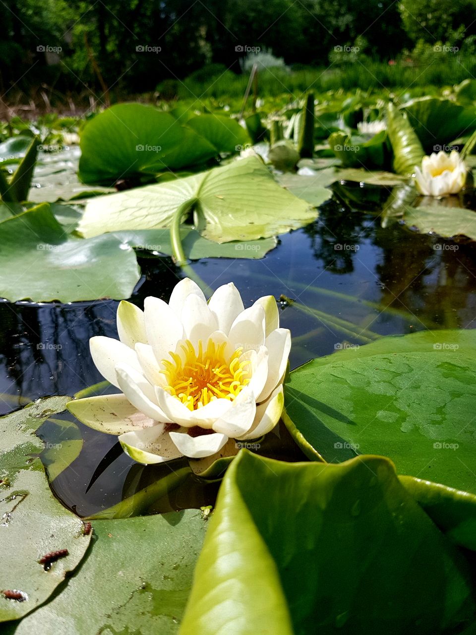 water lily, botanic garden, summer time 🌼🌼🌼