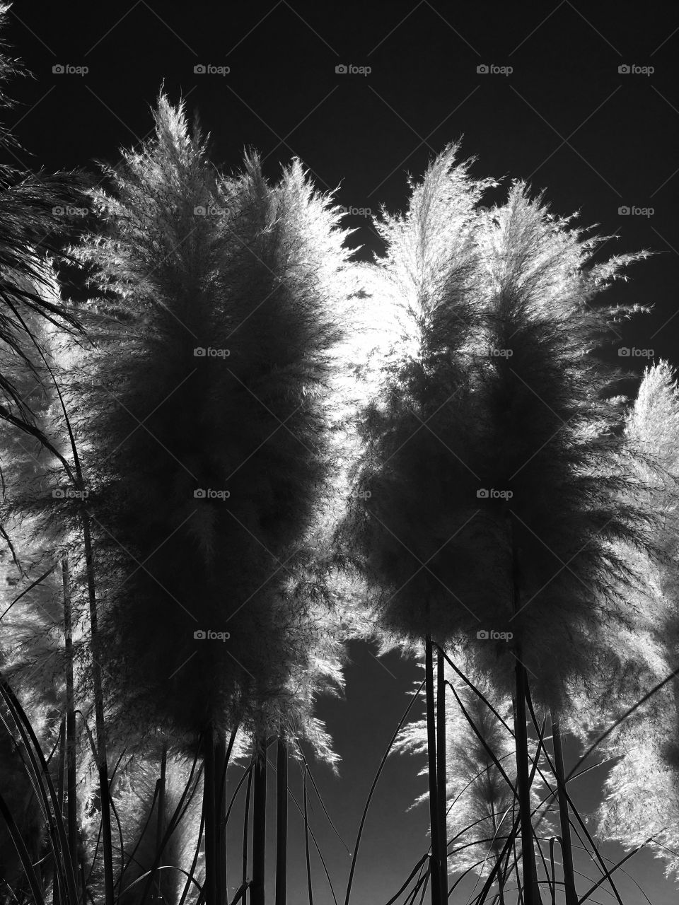 White Pampas Grass 