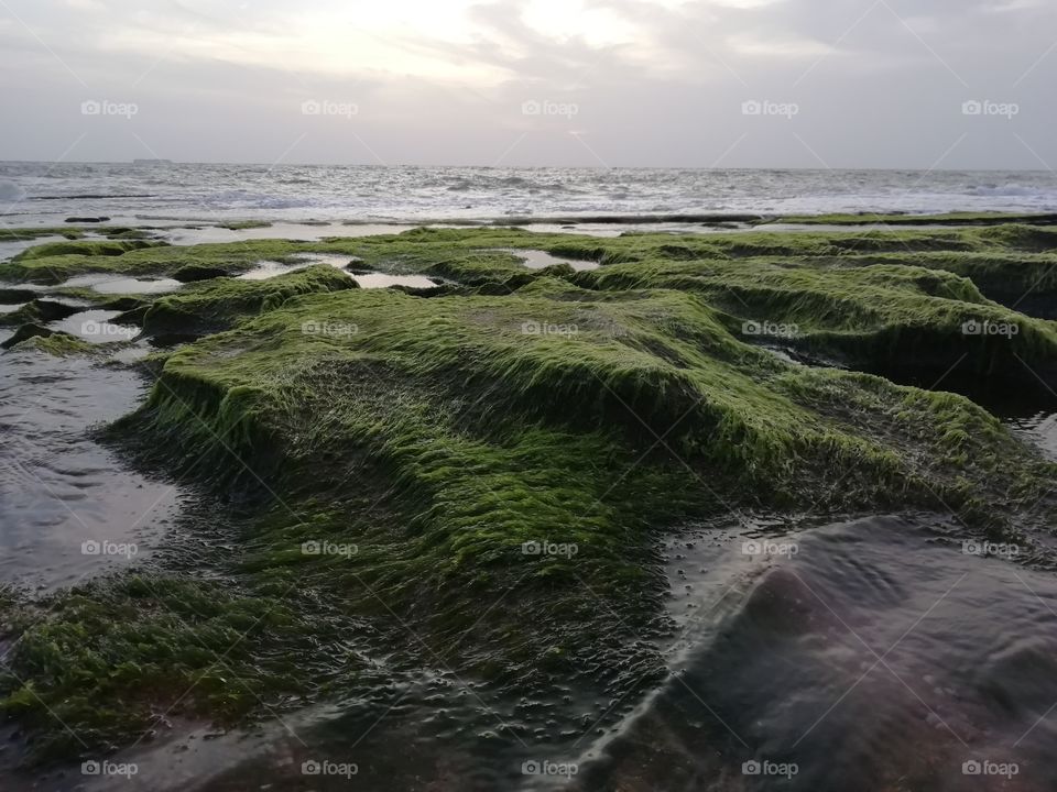 Sea weeds on the seashore