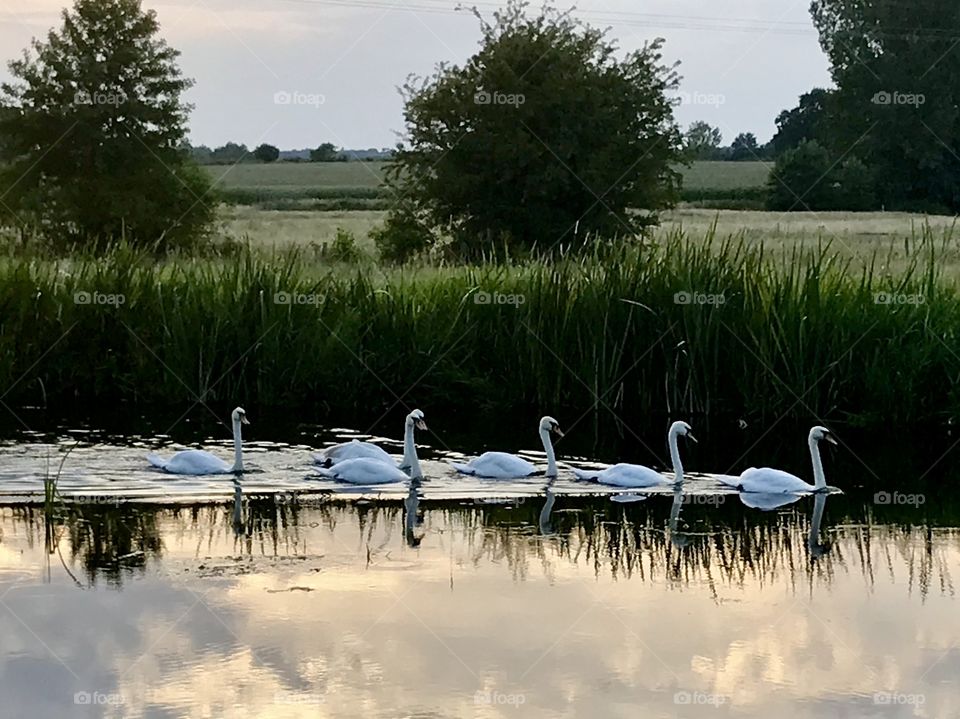 Sunset swans 
