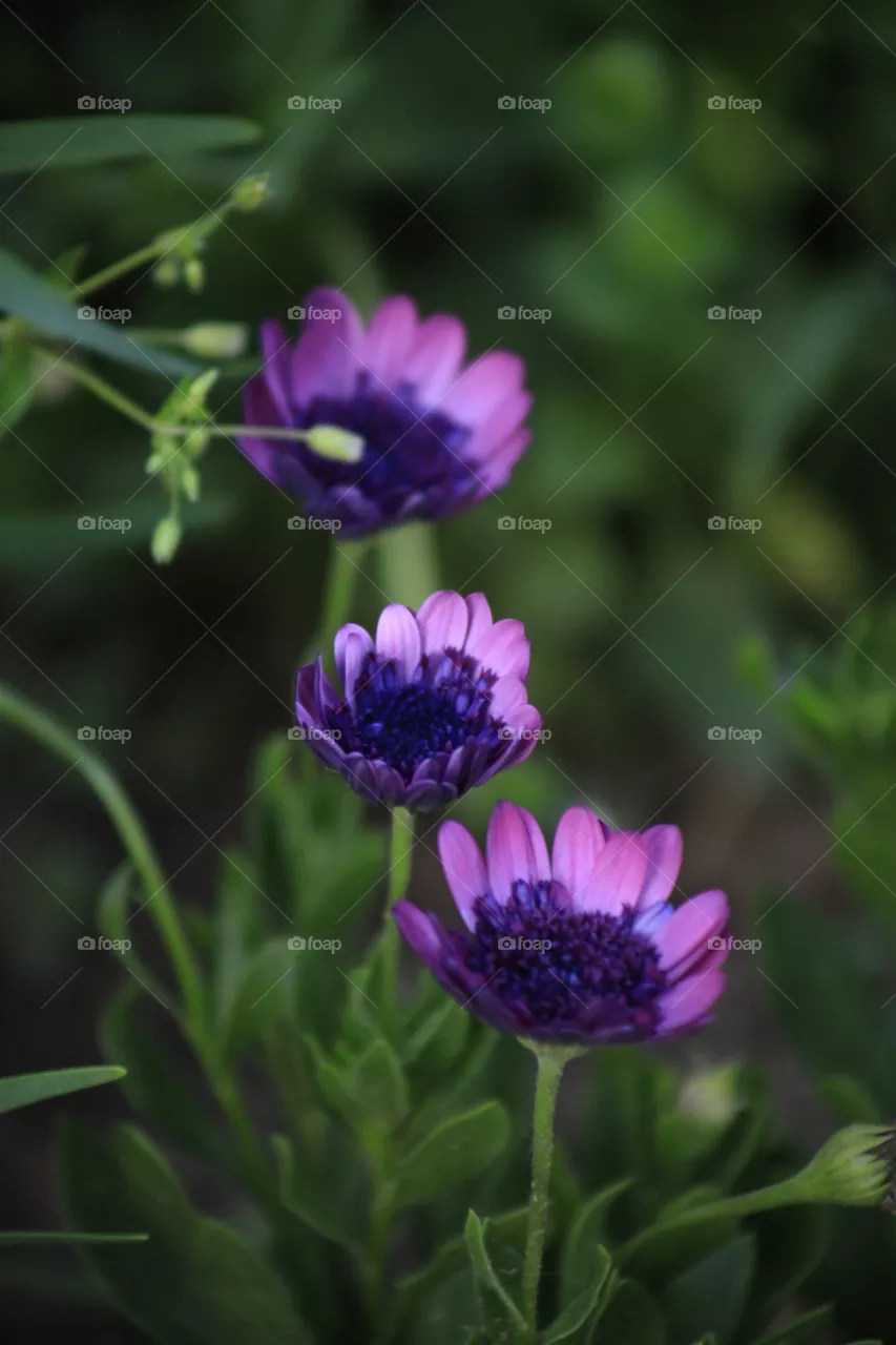 Purple flowers in a row with good depth of field 
