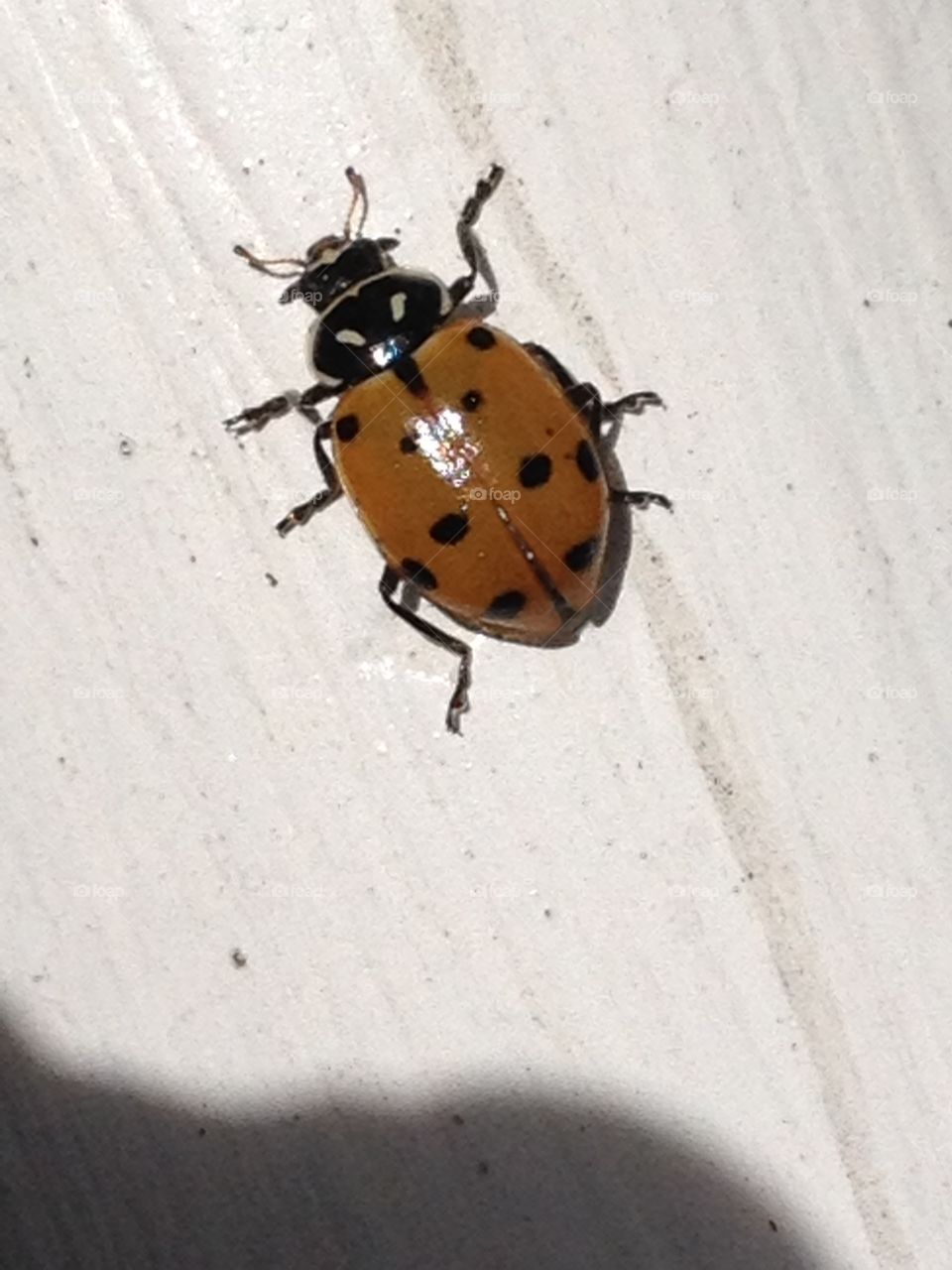 Lady Taking A Stroll. Ladybug on the fence in San Luis Obispo Inn