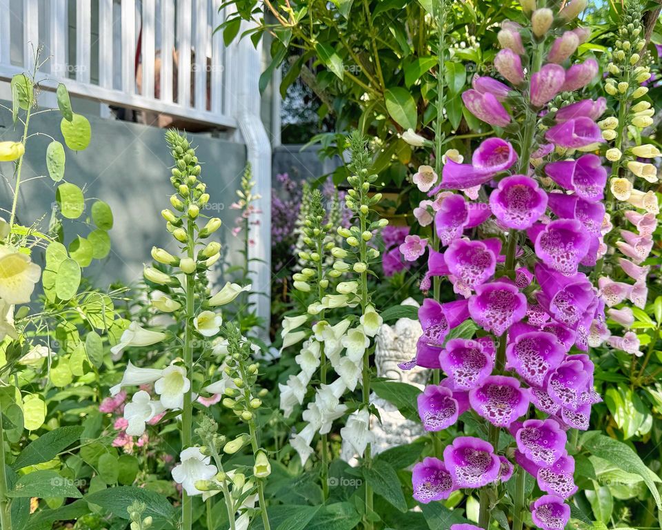 Yellow and purple foxgloves in a garden 