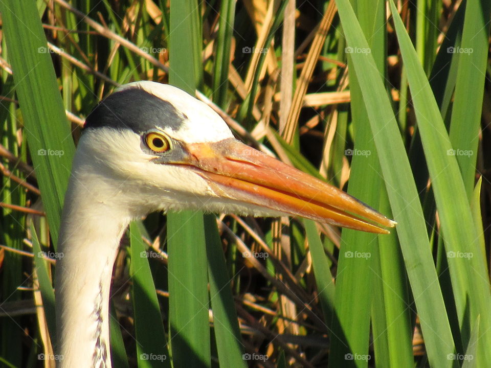 majestic heron