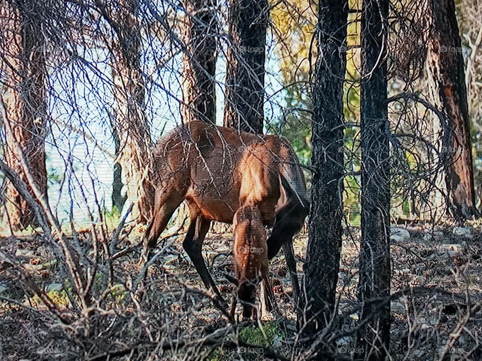 animal between branch of trees