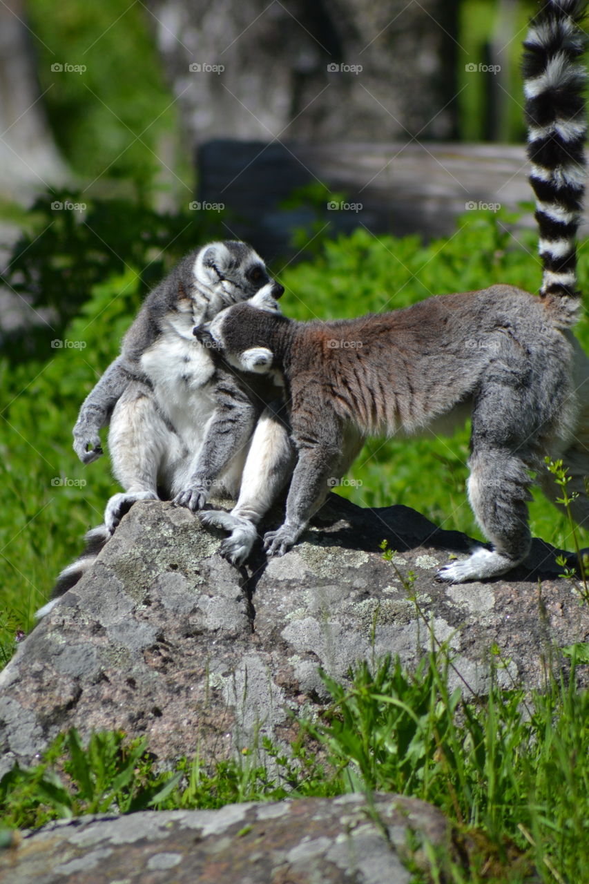 Lemur