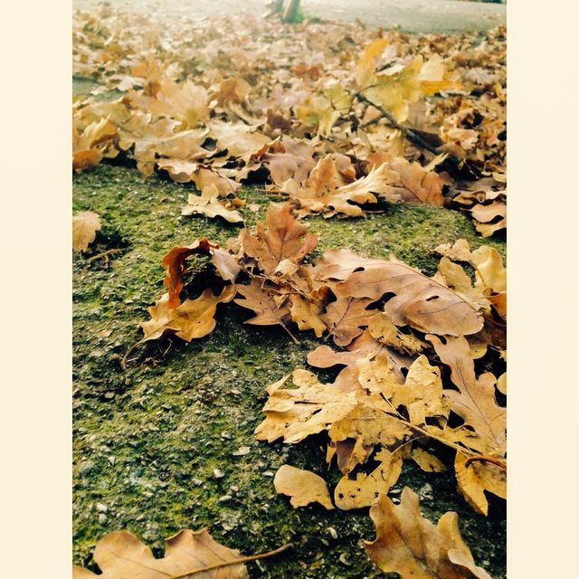 Foliage 